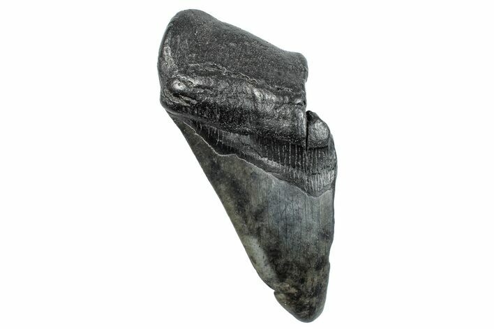 Partial Fossil Megalodon Tooth - South Carolina #272587
